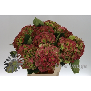 Hydrangea verena classic