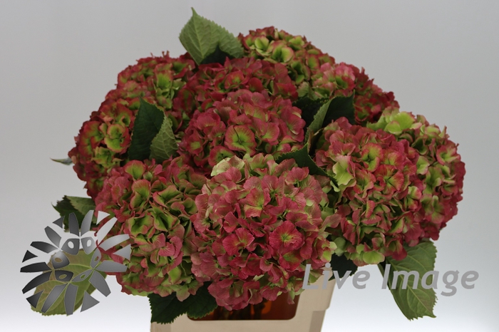 <h4>Hydrangea verena classic</h4>