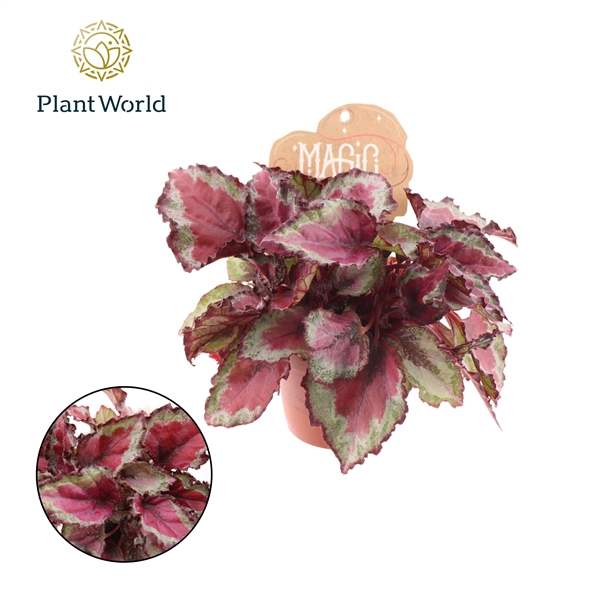 <h4>Begonia rex Spitfire 8,5cm</h4>