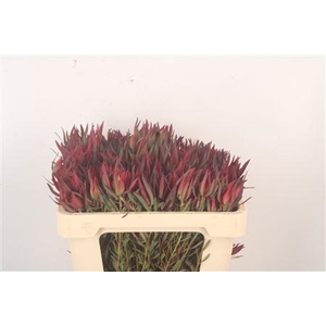 Leucad Sal Blush X50