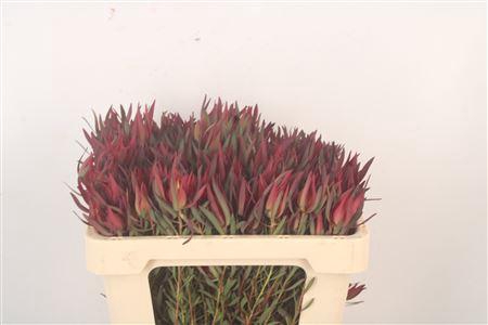 <h4>Leucad Sal Blush</h4>