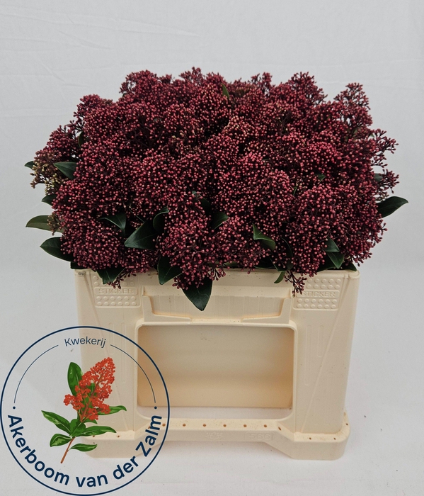 <h4>SKIM J RUBELLA BS</h4>