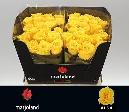 <h4>R GR PALMARES! JONG GEWAS 3-4 A1</h4>