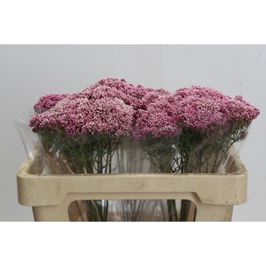 Ozothamnus Booming Pink