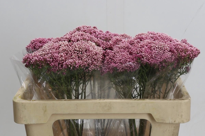 Ozothamnus Booming Pink