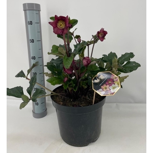 HELL HGC ICE R E RED