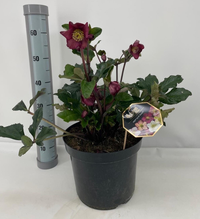 <h4>HELL HGC ICE R E RED</h4>