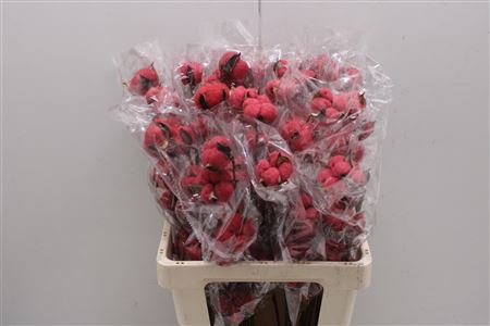 <h4>Katoen Red</h4>