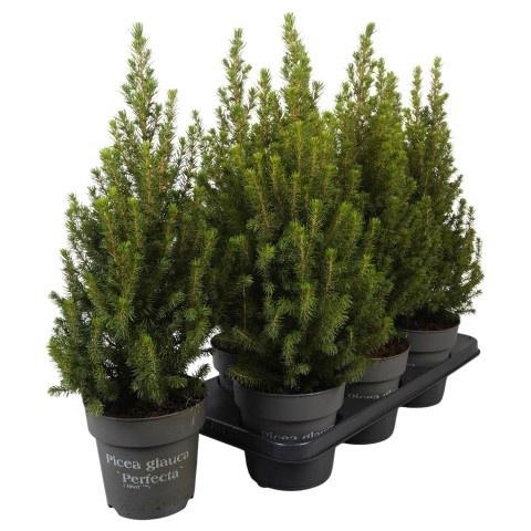 <h4>Picea Gl Conica</h4>