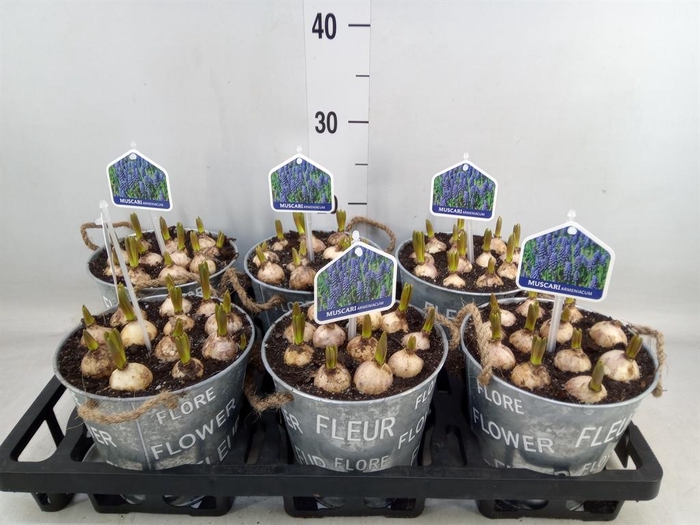 <h4>Arr.  Muscari L%</h4>