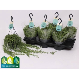 Senecio Herreianus 14Ø 35cm