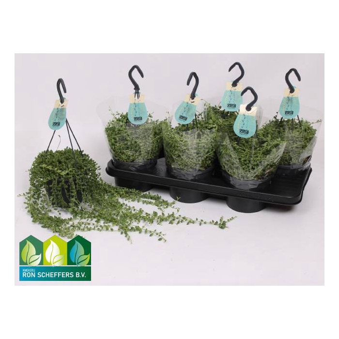 <h4>Senecio Herreianus 14Ø 35cm</h4>