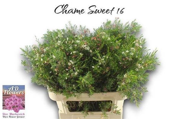 <h4>CHAME MY SWEET 16</h4>