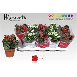 KALAN CALAN XMAS MIX P12