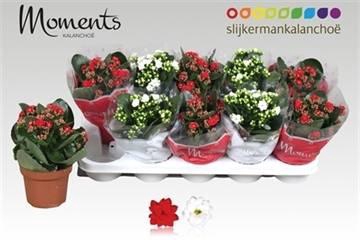 <h4>KALAN CALAN XMAS MIX P12</h4>