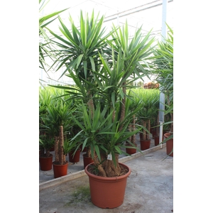 Yucca elephantipes 5+ armen