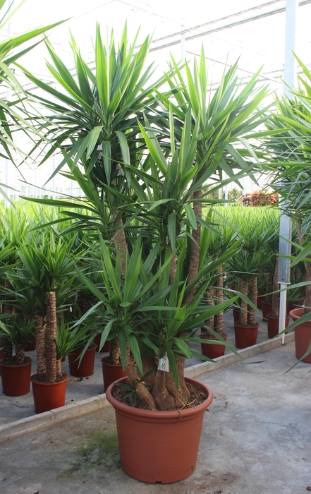 <h4>Yucca elephantipes 5+ armen</h4>
