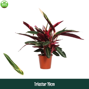Calathea 19cm Triostar (Stromanthe) - Living