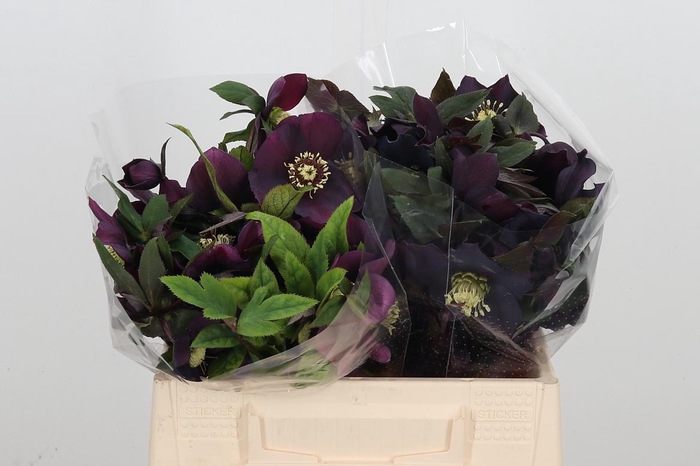 <h4>Helleb Queens Red</h4>