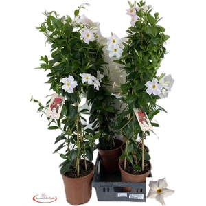 MANDE RIO WHITE