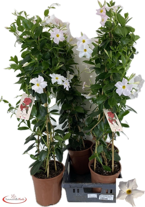 <h4>MANDE RIO WHITE</h4>