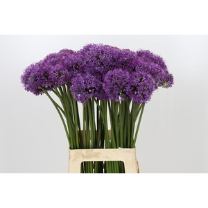 Allium Gladiator
