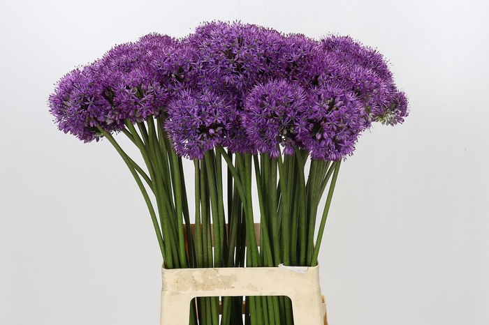 <h4>Allium Gladiator</h4>