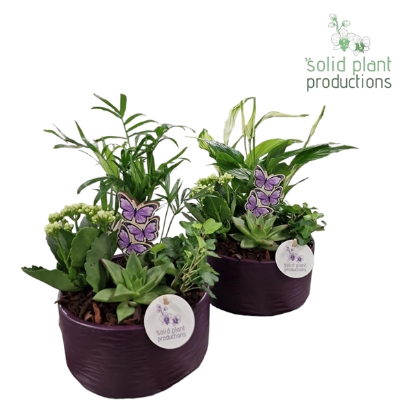 SCE003 Loes Purple Mix