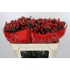 Hypericum True Romance
