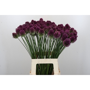 Allium Sphaerocephalon