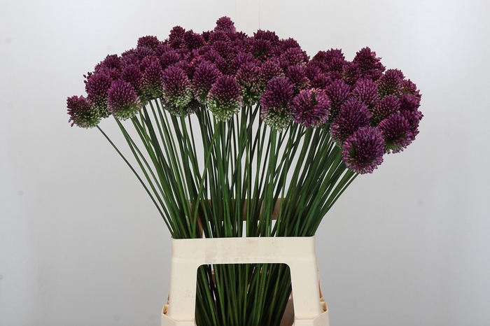 <h4>Allium Sphaerocephalon</h4>
