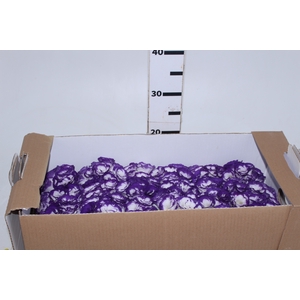 LISIANTHUS FLOR BRANCO/ROXO