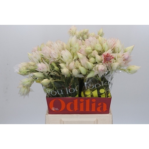 Blushing Bride 4/6 Flowers