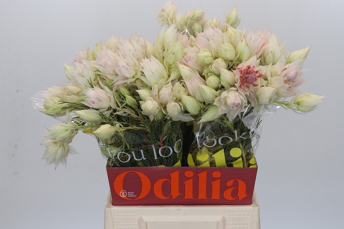 <h4>Blushing Bride 4/6 Flowers</h4>