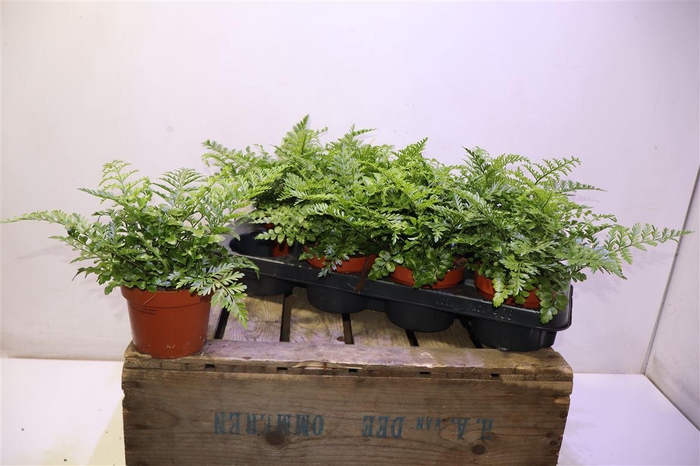 <h4>arr8 Asple Parvati</h4>