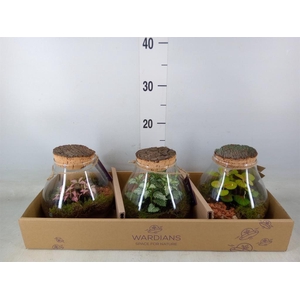 Arr.   Kamerplant Groen H%