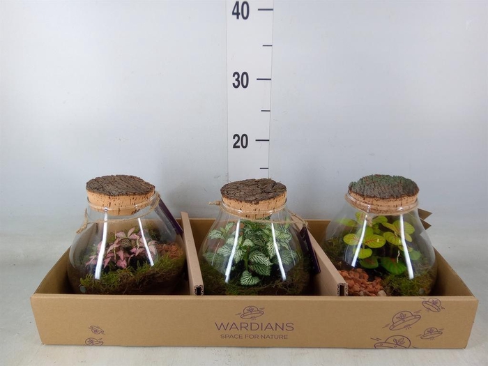 <h4>Arr. Kamerplant Groen H%</h4>