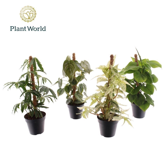 <h4>Botanic Mosstok Mix</h4>