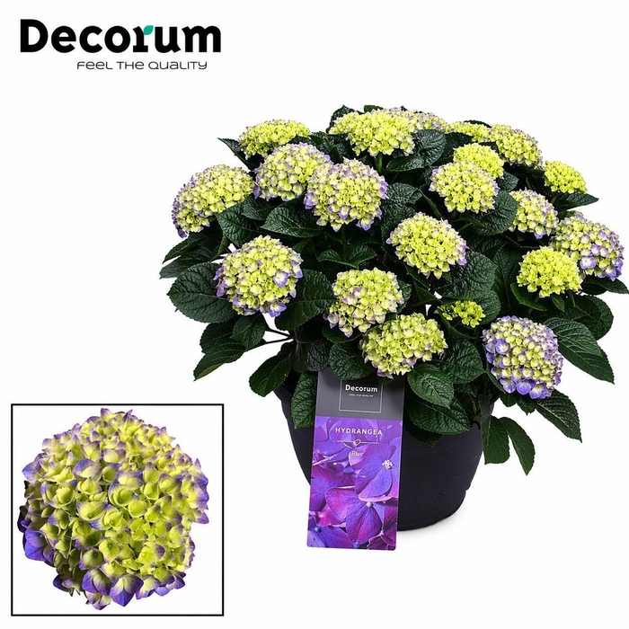 <h4>Hydrangea Blue in sierpot 20+ kop (Decorum)</h4>
