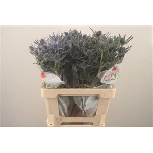 Eryngium Mag Blue Lagoon