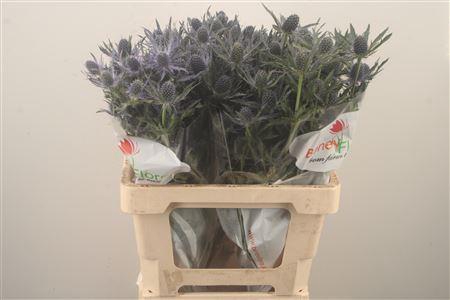 <h4>Eryngium Mag Blue Lagoon</h4>