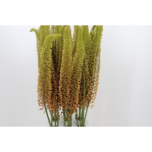 Eremurus Emmy Ro