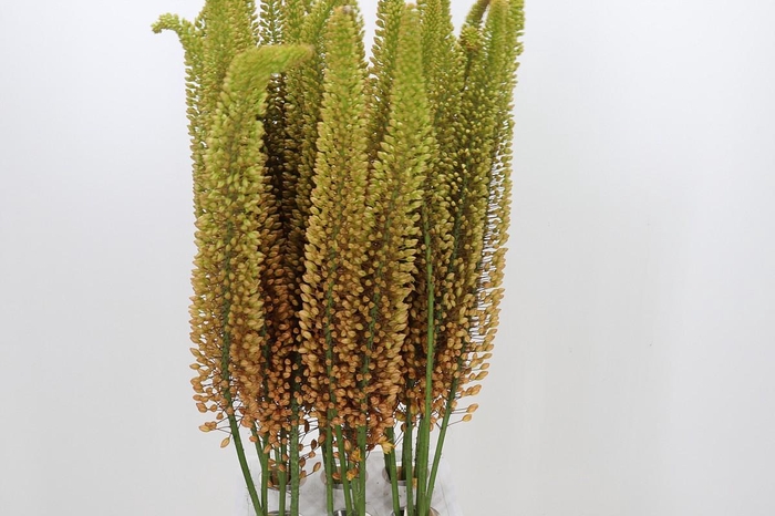 <h4>Eremurus Emmy Ro</h4>