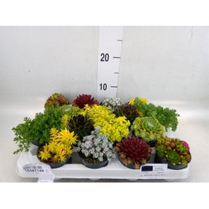 Rotsplanten   ...mix   [Rock plant]