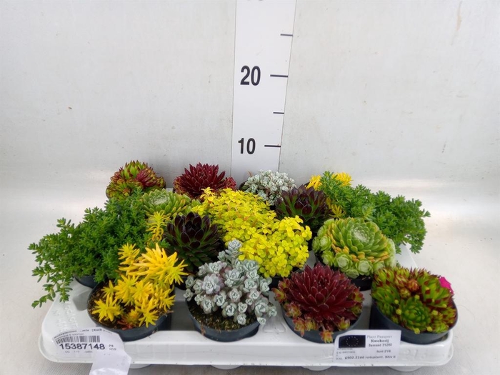 <h4>Rotsplanten   ...mix   [Rock plant]</h4>