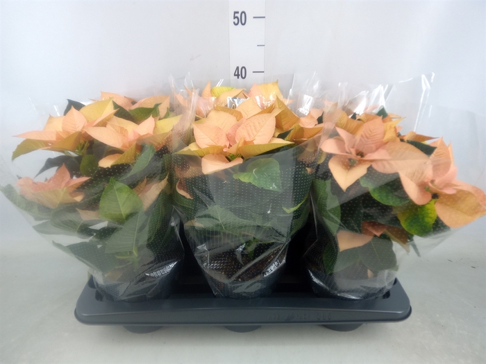 <h4>Euphorbia pulc. 'Autumn Leaves'</h4>