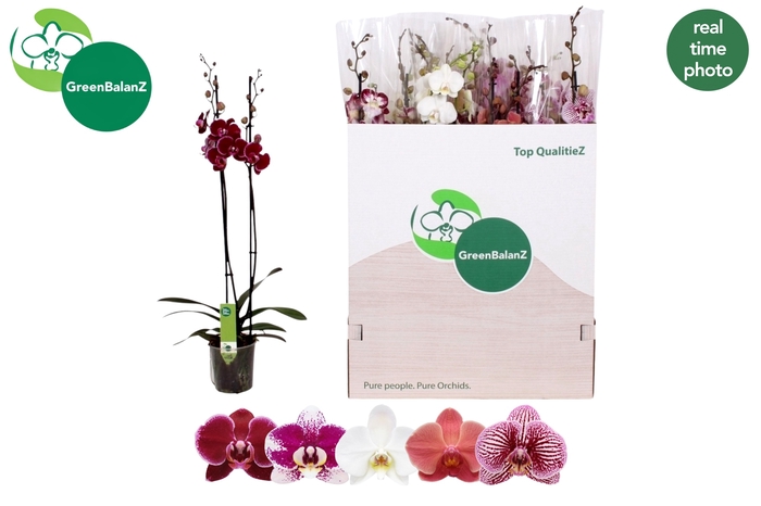 <h4>PHAL GEM 5 KL</h4>