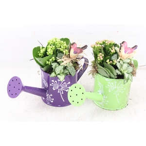arr2 TD - Zink gieter lila groen