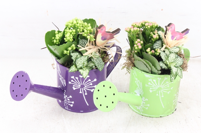 <h4>arr2 TD - Zink gieter lila groen</h4>