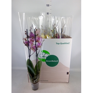 Phalaenopsis   ...mix